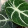 alocasia black ninja