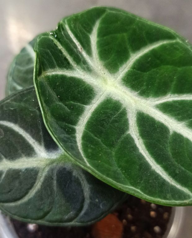 alocasia black ninja