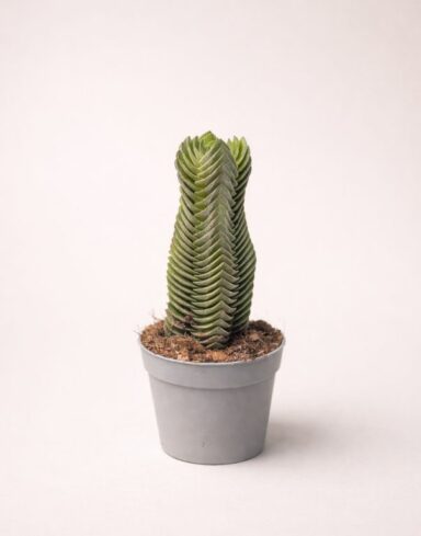 Crassula Buddha's Temple