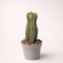 Crassula Buddha's Temple