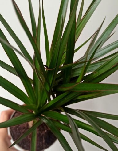 Dracaena marginata alternative