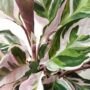 calathea whitefusion detail feuilles