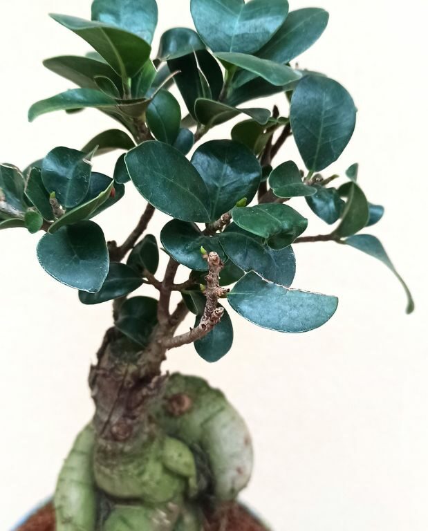Ficus ginseng microcarpa feuillage terrarium