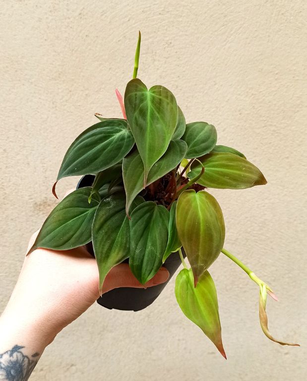 Philodendron scandens micans