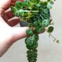 Peperomia prostrata - chaîne de tortue