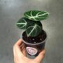 alocasia black ninja