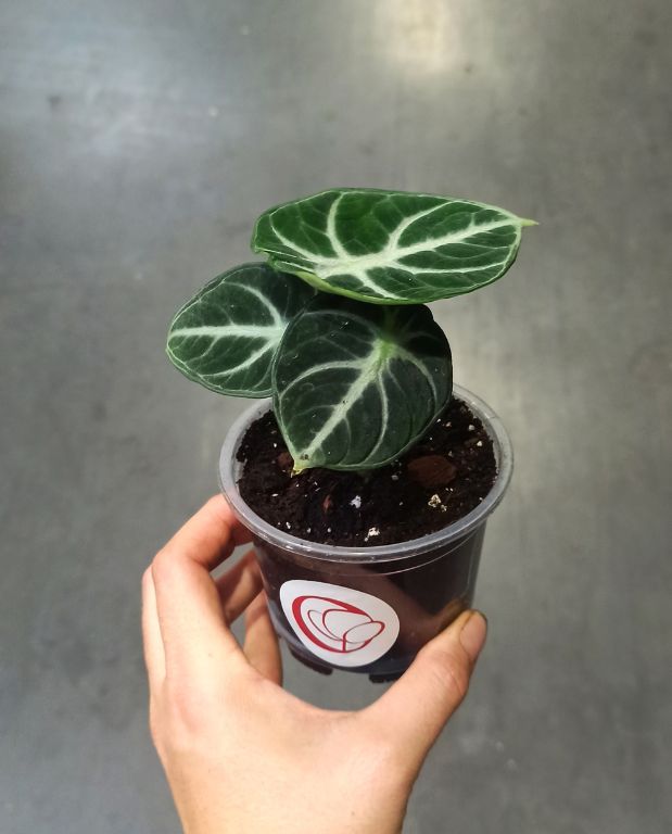 alocasia black ninja