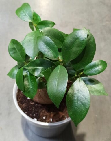 Ficus Ginseng Microcarpa alternative