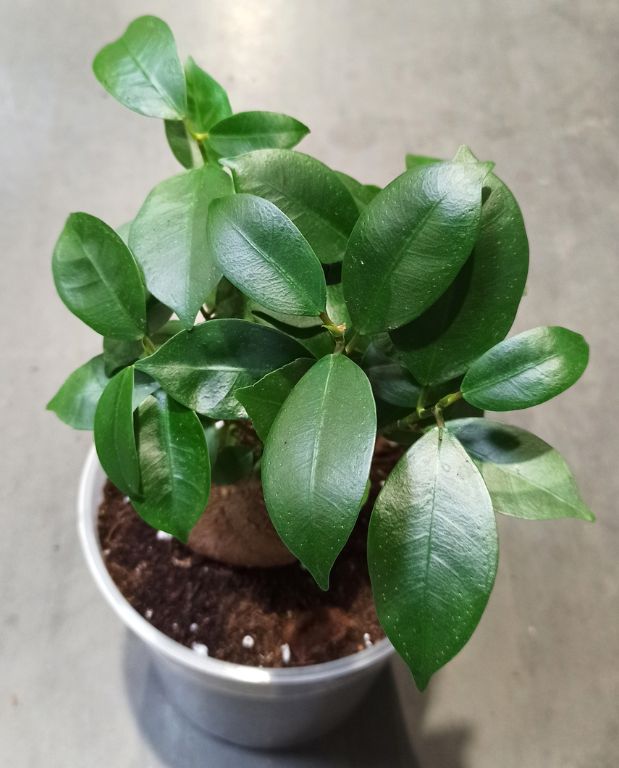 Ficus Ginseng Microcarpa