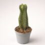 Crassula Buddha's Temple