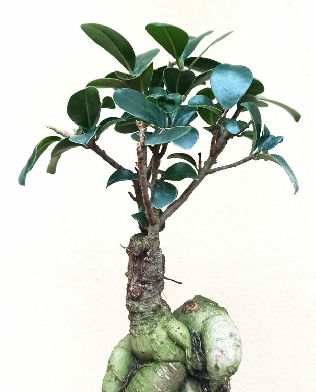 Ficus ginseng microcarpa detail