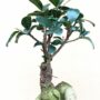 Ficus ginseng microcarpa detail