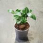 Ficus Ginseng Microcarpa