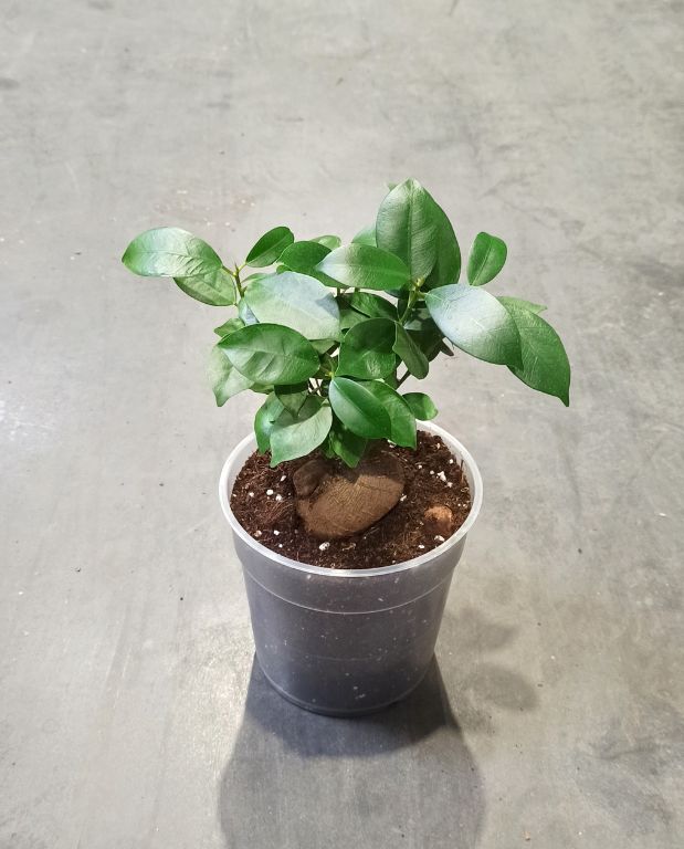 Ficus Ginseng Microcarpa