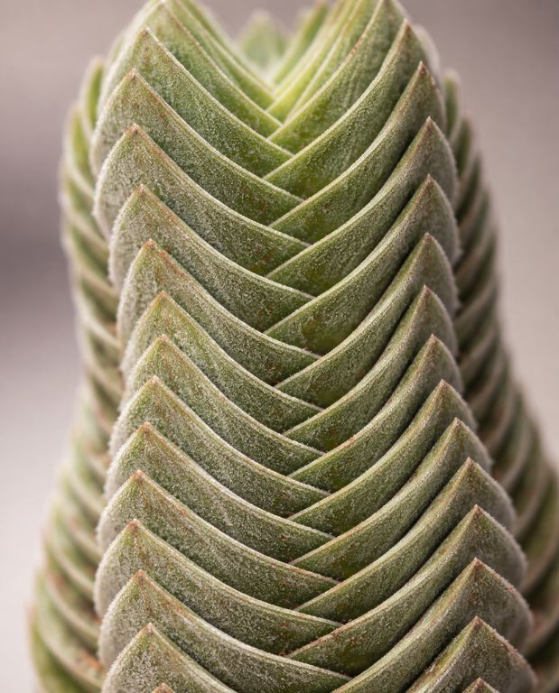 Crassula Buddha's Temple