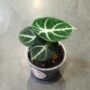 alocasia black ninja