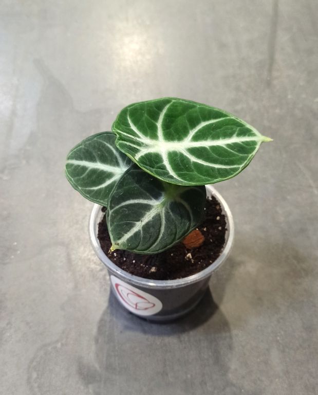 alocasia black ninja