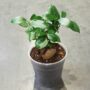 Ficus Ginseng Microcarpa