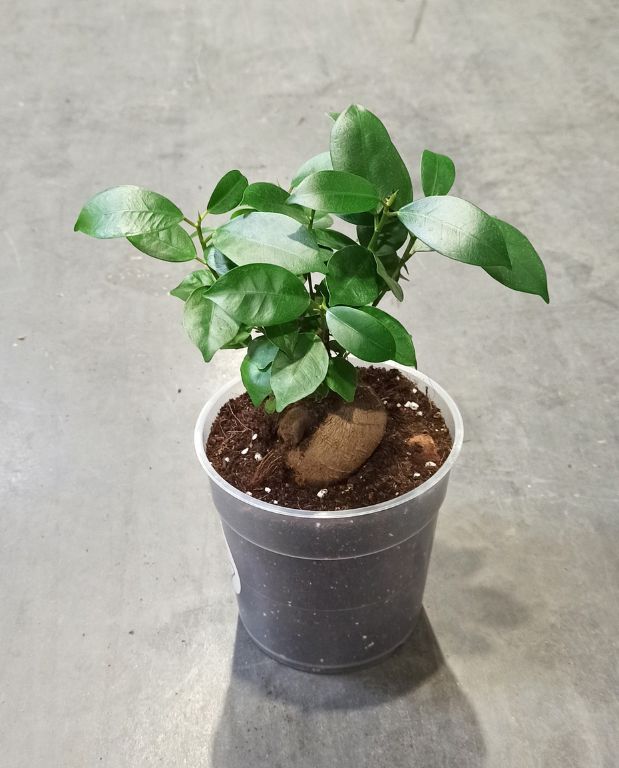 Ficus Ginseng Microcarpa