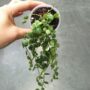 Peperomia prostrata - chaîne de tortue