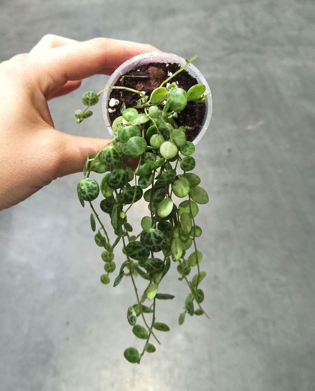 Peperomia prostrata - chaîne de tortue
