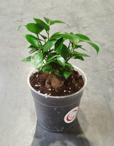 Ficus Ginseng Microcarpa