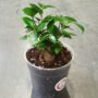 Ficus Ginseng Microcarpa