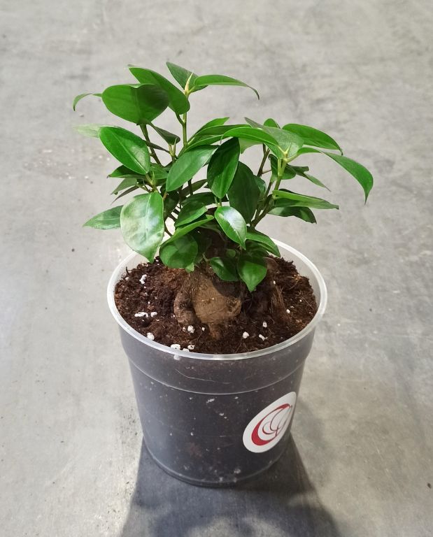 Ficus Ginseng Microcarpa