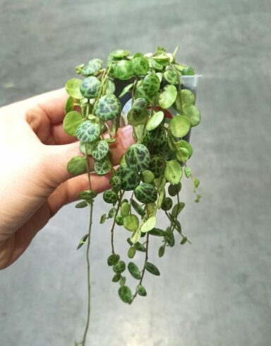 Peperomia prostrata - chaîne de tortue