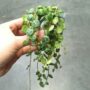 Peperomia prostrata - chaîne de tortue