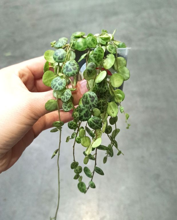 Peperomia prostrata - chaîne de tortue