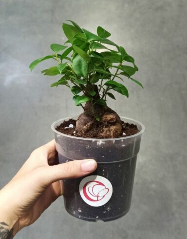 Ficus Ginseng Microcarpa