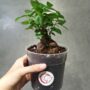 Ficus Ginseng Microcarpa