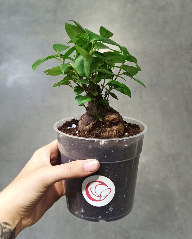 Ficus Ginseng Microcarpa