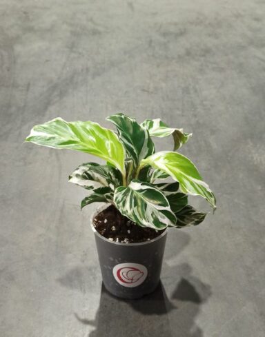 calathea white fusion