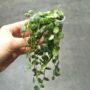 Peperomia prostrata - chaîne de tortue