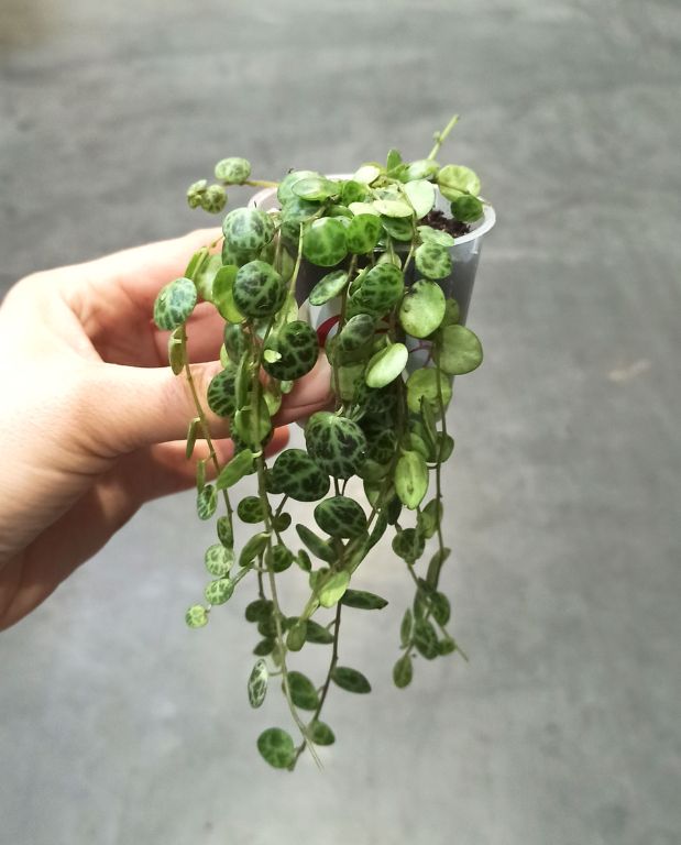 Peperomia prostrata - chaîne de tortue
