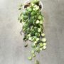 Peperomia prostrata - chaîne de tortue
