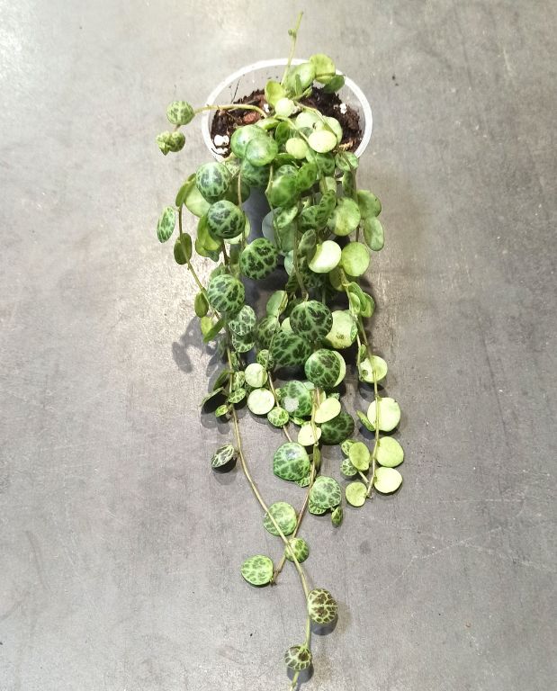 Peperomia prostrata - chaîne de tortue
