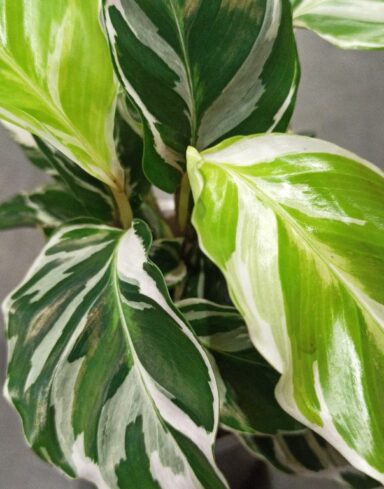 Calathea White Fusion alternative