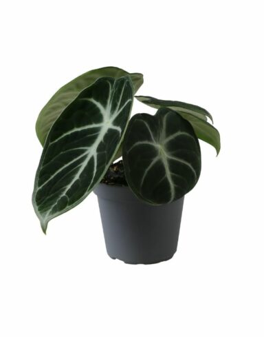 Alocasia black ninja