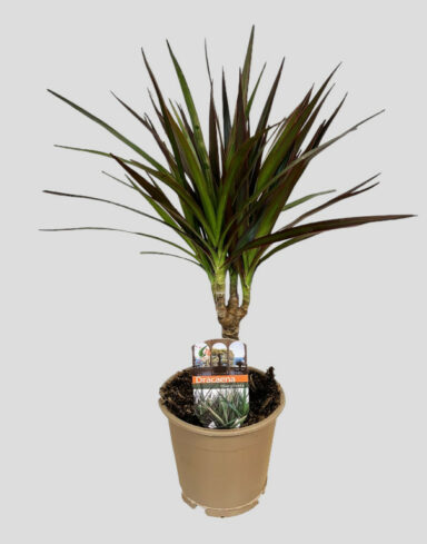 Dracaena Marginata