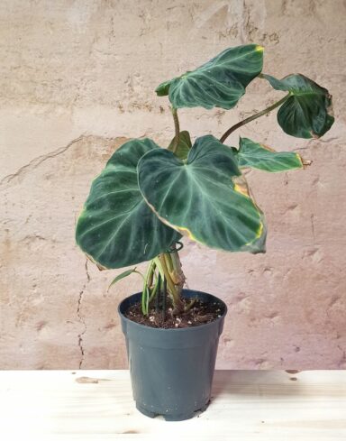 Philodendron Verrucosum Incensi “Besoin d’Amour” alternative