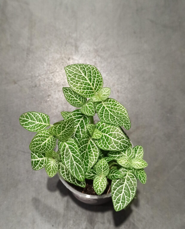 Fittonia Verschaffeltii Argyroneura