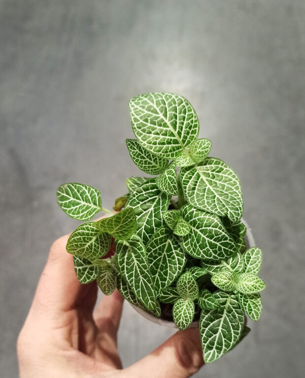 Fittonia Verschaffeltii Argyroneura