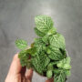 Fittonia Verschaffeltii Argyroneura