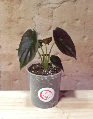 alocasia red secret