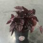 peperomia caperata red luna