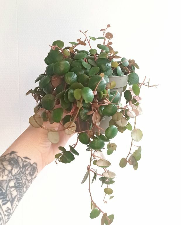 Peperomia pepperspot
