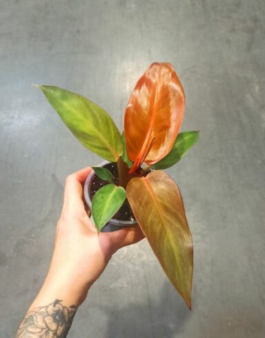 Philodendron Red Sun alternative